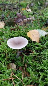 Pilz AKuDV